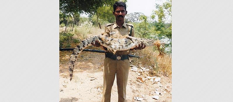 காட்டுமன்னார்கோயில் அருகே வயலில் 4 அடி நீள முதலை!